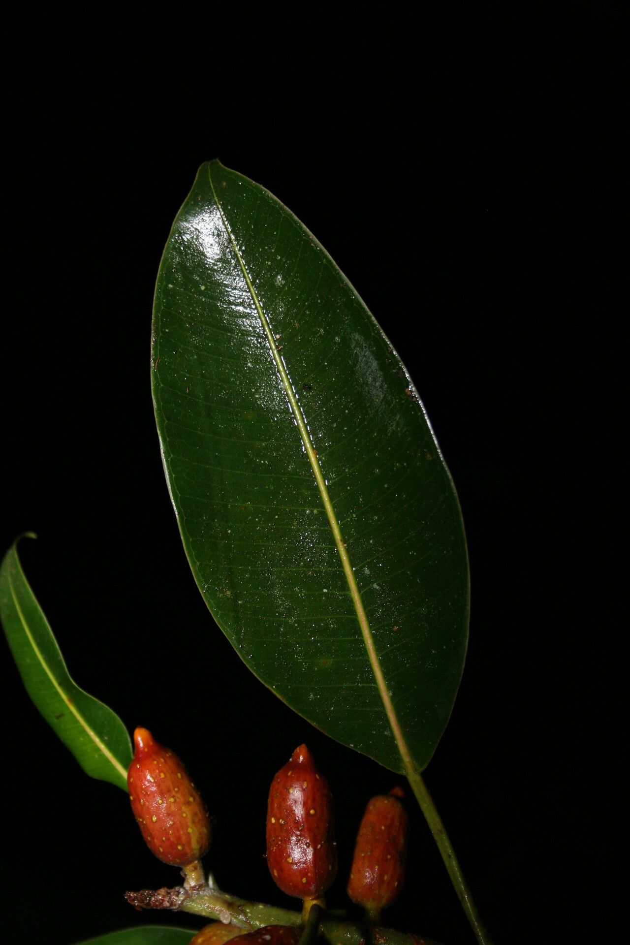 Ficus hesperidiiformis leaf