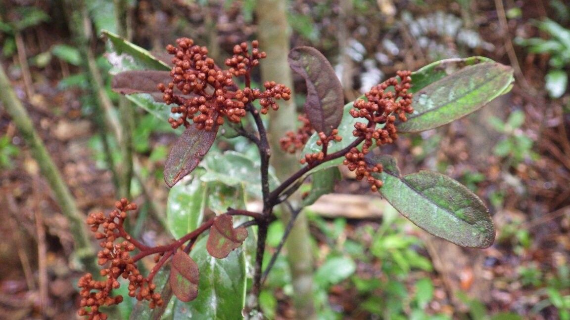 Cryptocarya spathulata — houseplant care guide