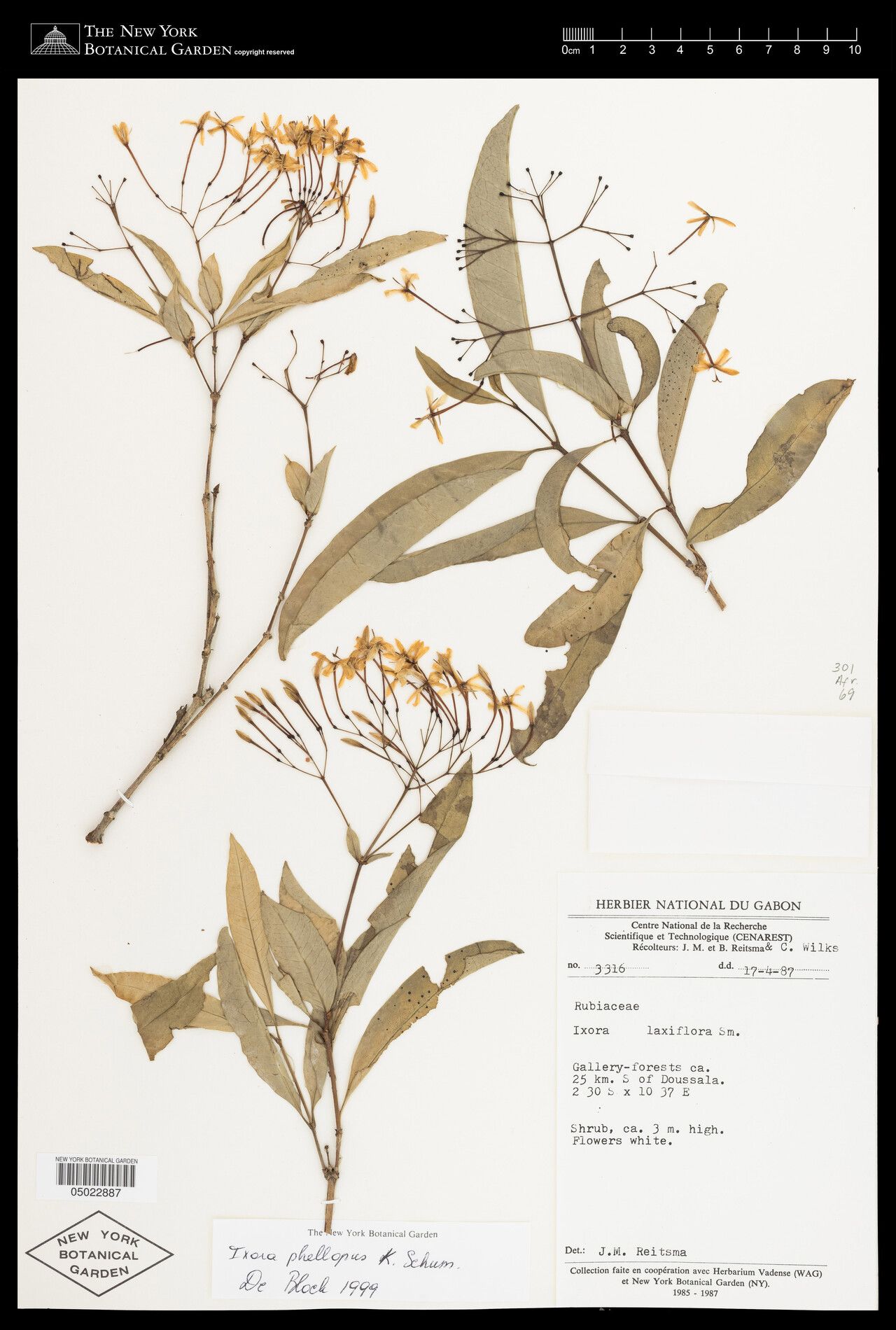 Ixora phellopus — search result for 'Ixora'