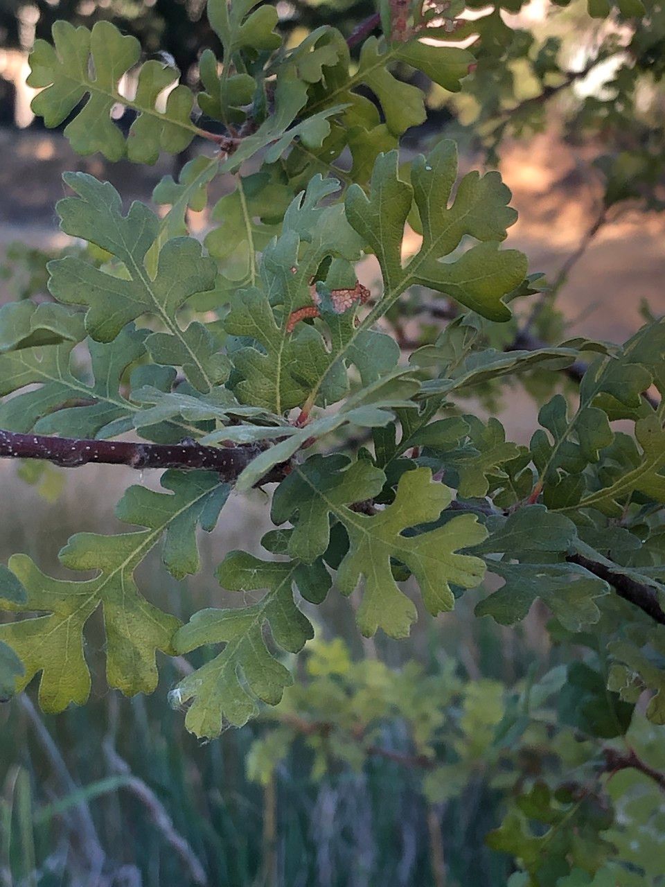 Quercus lobata — search result for 'Quercus'
