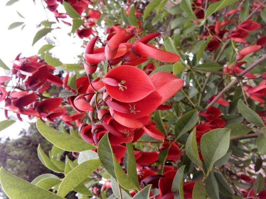 Erythrina crista-galli flower