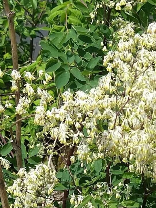 Thalictrum revolutum leaf