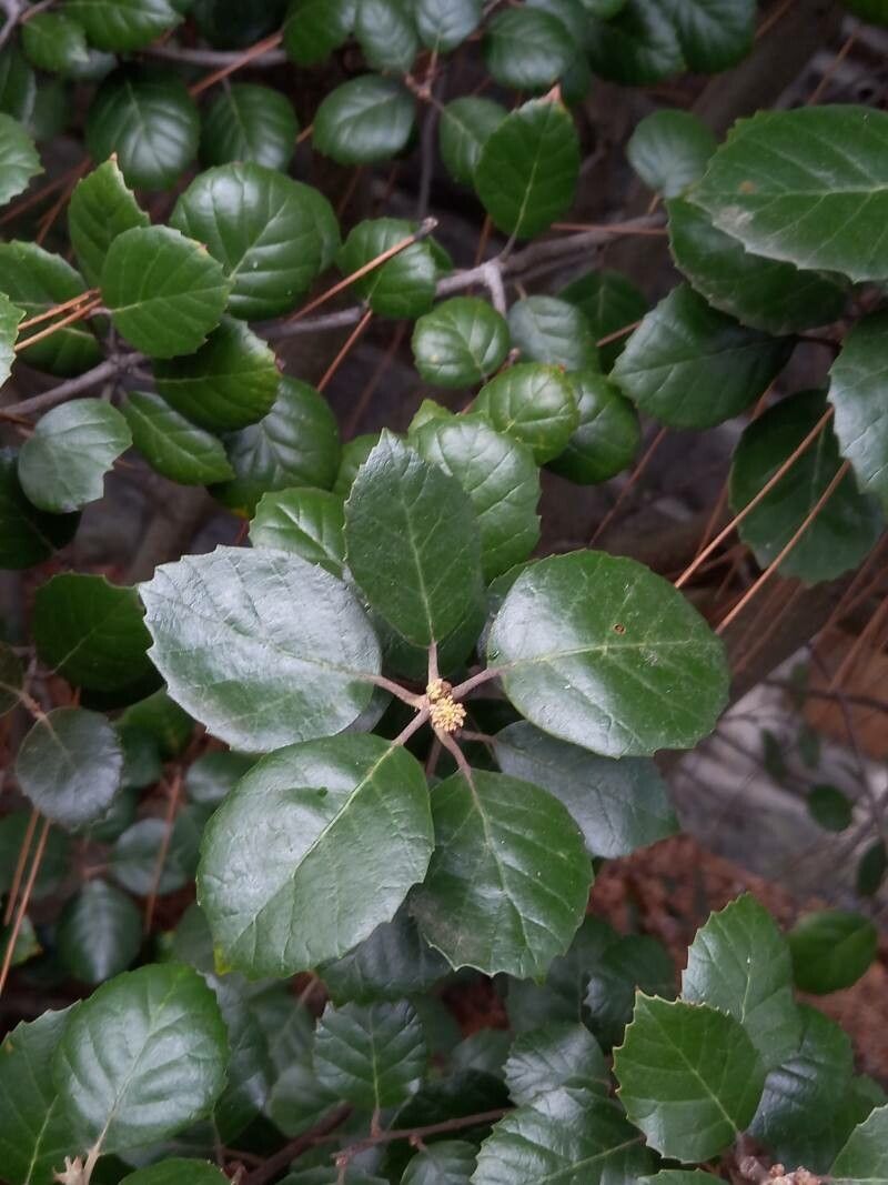 Quercus alnifolia leaf