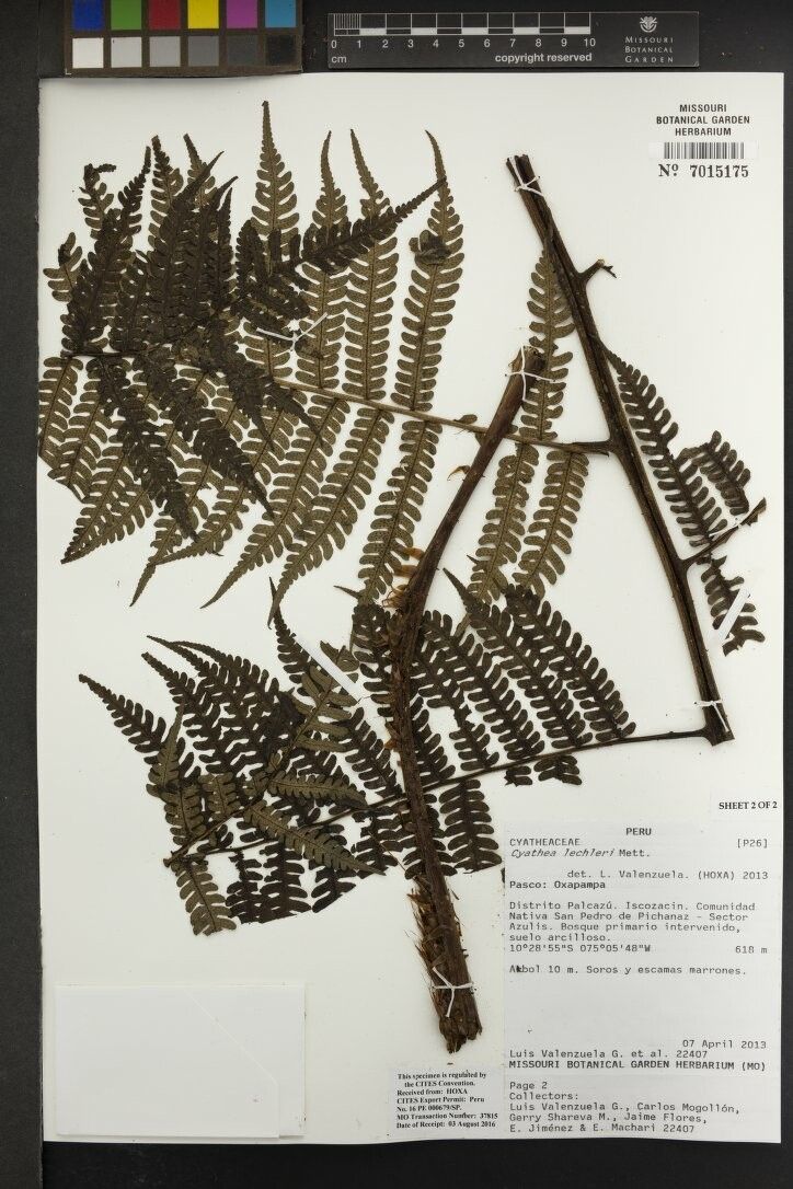 Cyathea lechleri — houseplant care guide