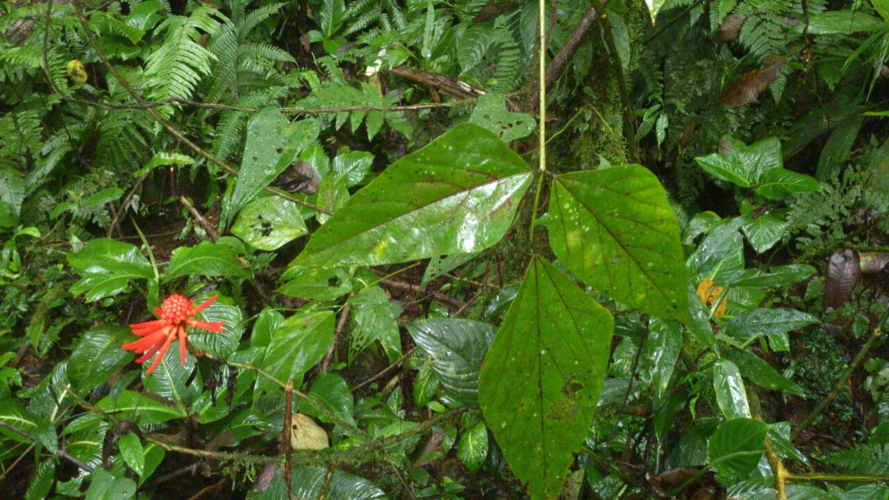 Erythrina gibbosa — search result for 'Erythrina'