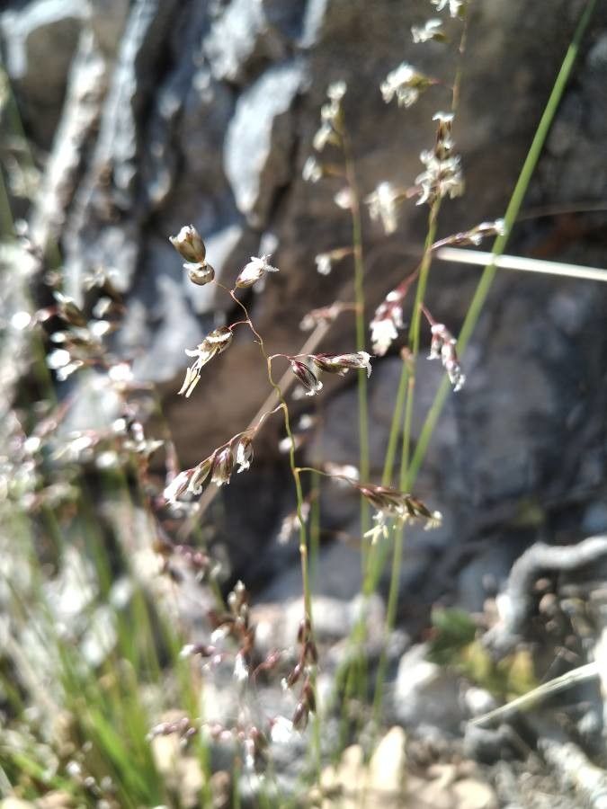 Melica minuta flower