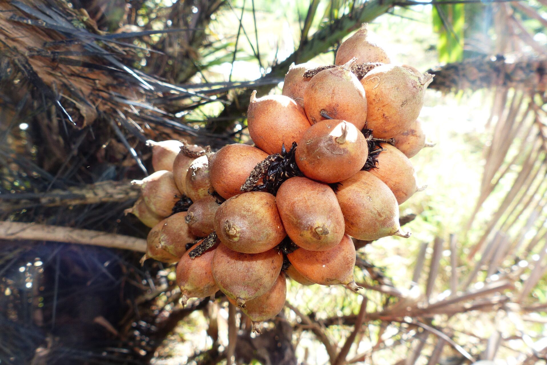 Astrocaryum aculeatum fruit