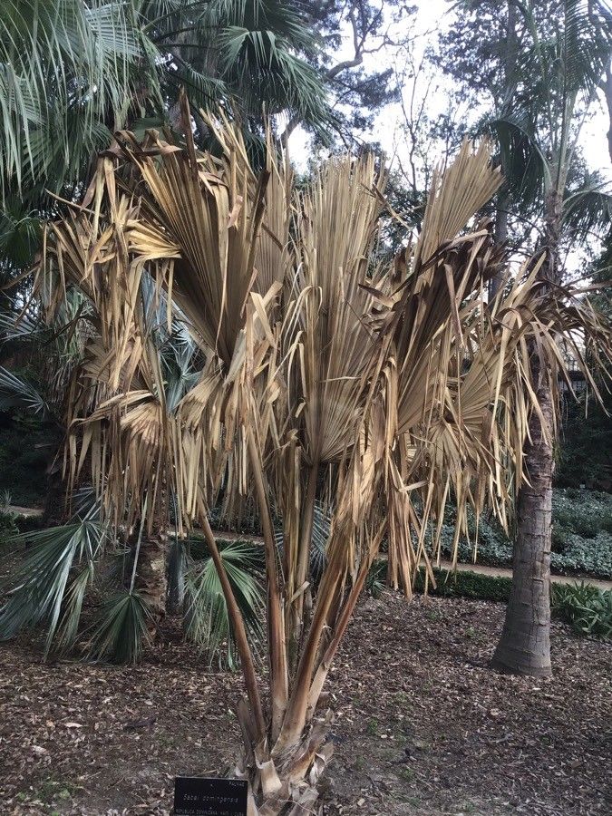 Sabal domingensis — search result for 'Haiti'