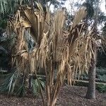 Sabal blackburniana