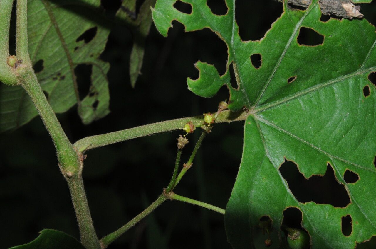 Cissus repanda — houseplant care guide