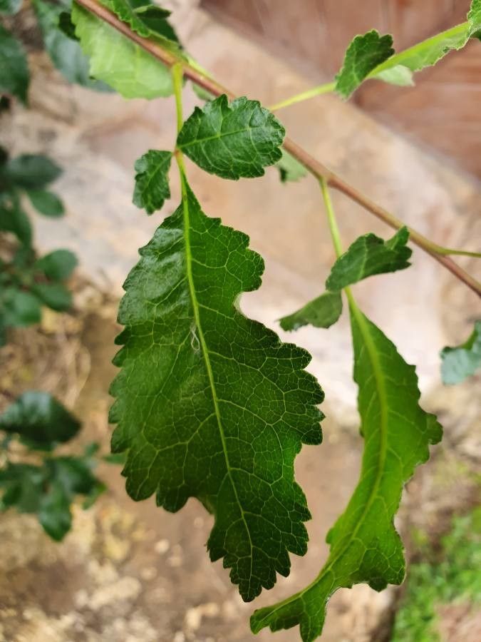 Commiphora africana leaf