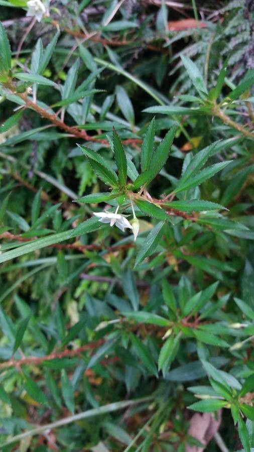 Sauvagesia erecta habit