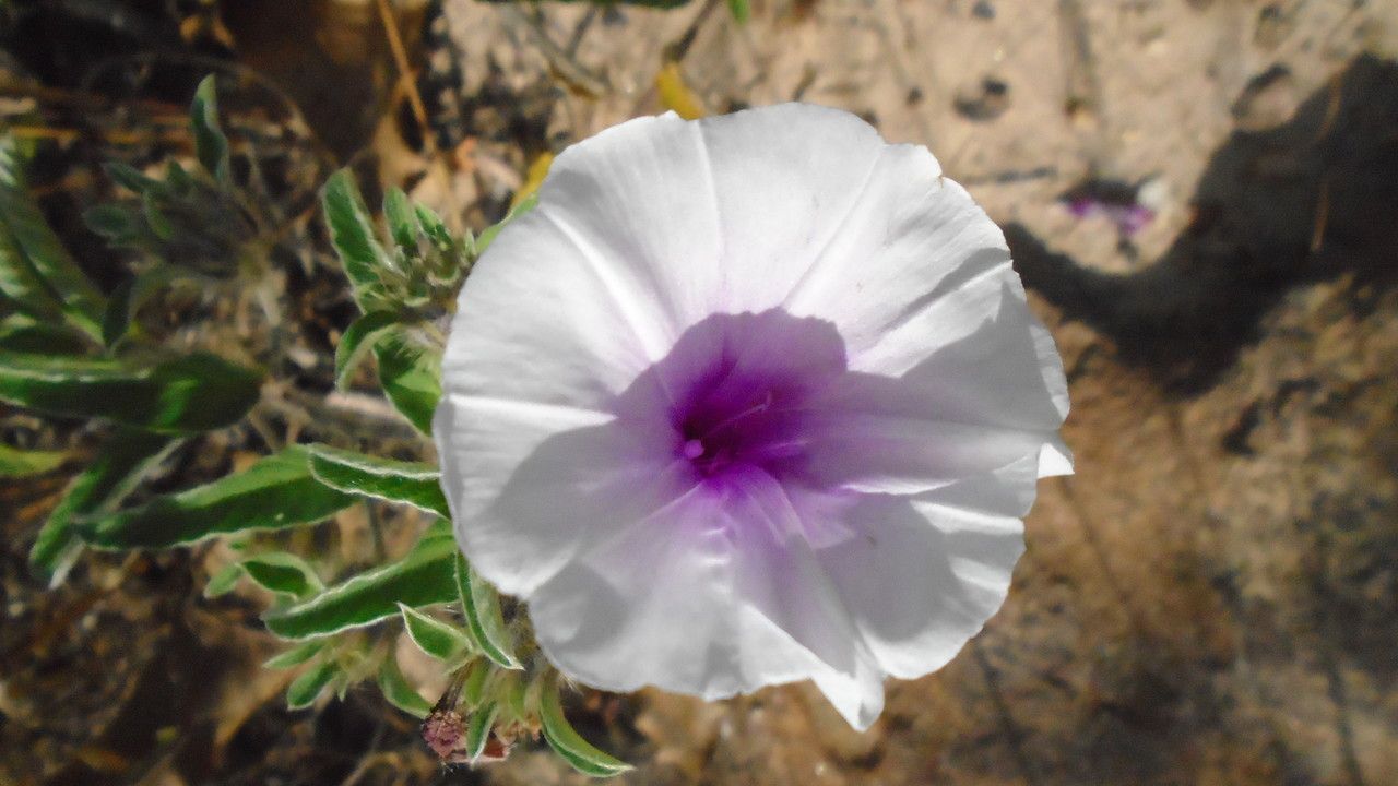 Ipomoea argentea — search result for 'Ipomoea'
