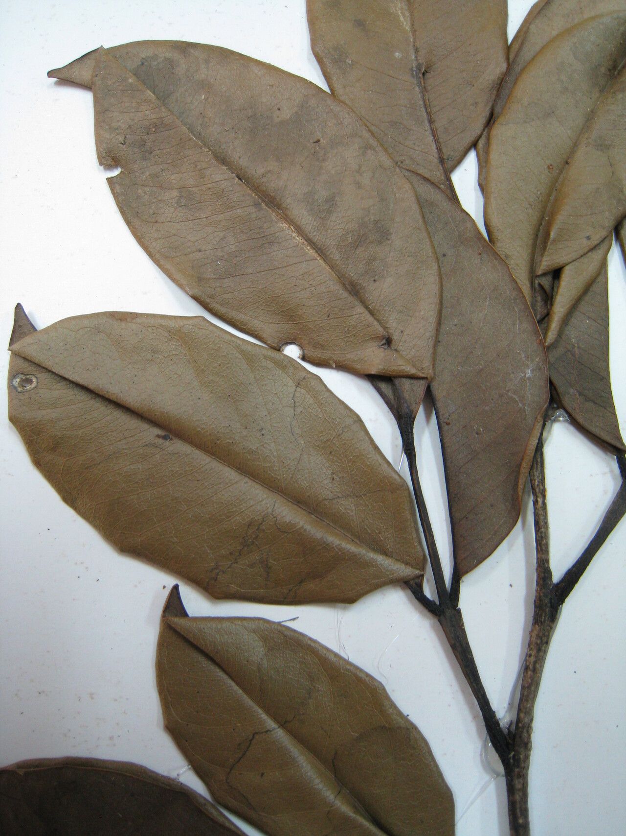 Swartzia oblanceolata — houseplant care guide