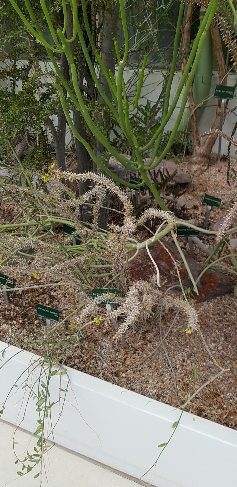 Euphorbia genoudiana habit