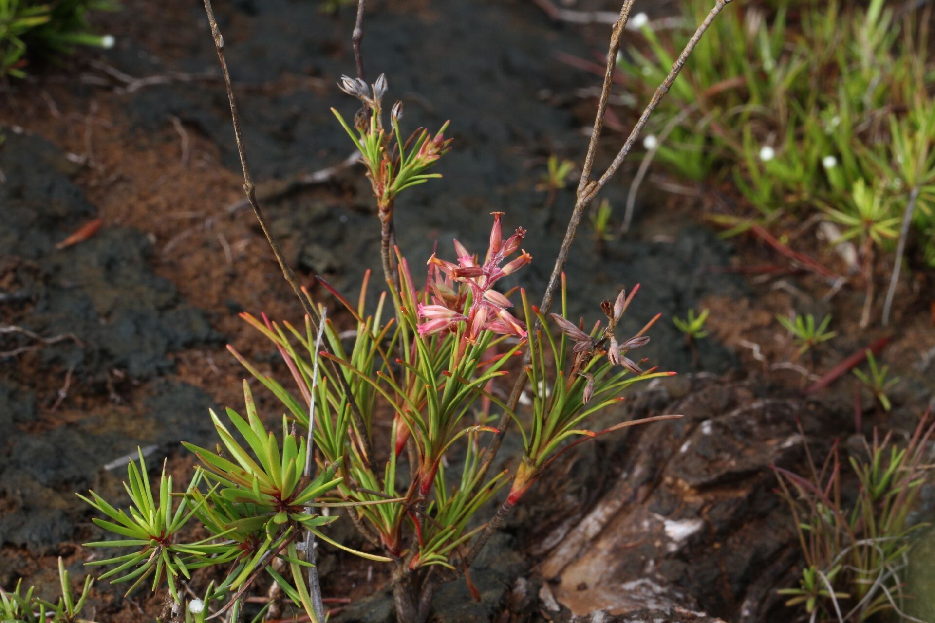 Dracophyllum balansae habit