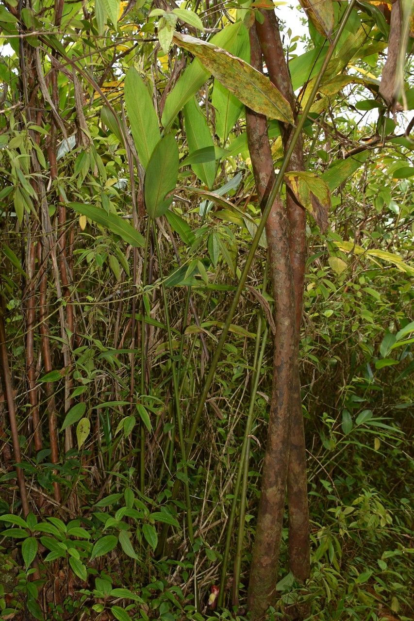 Aframomum angustifolium habit
