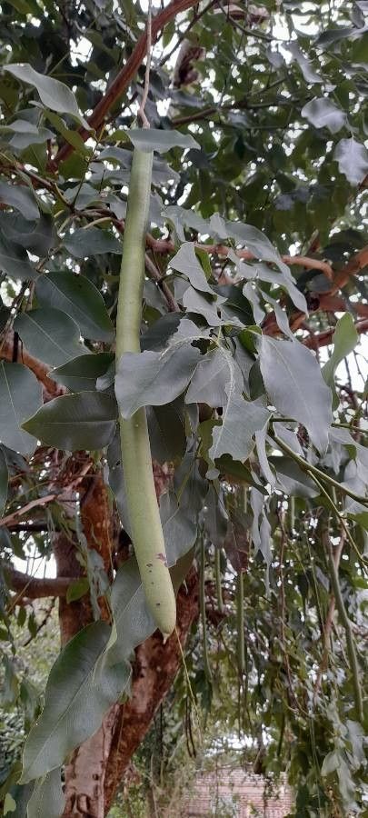 Cassia fistula fruit
