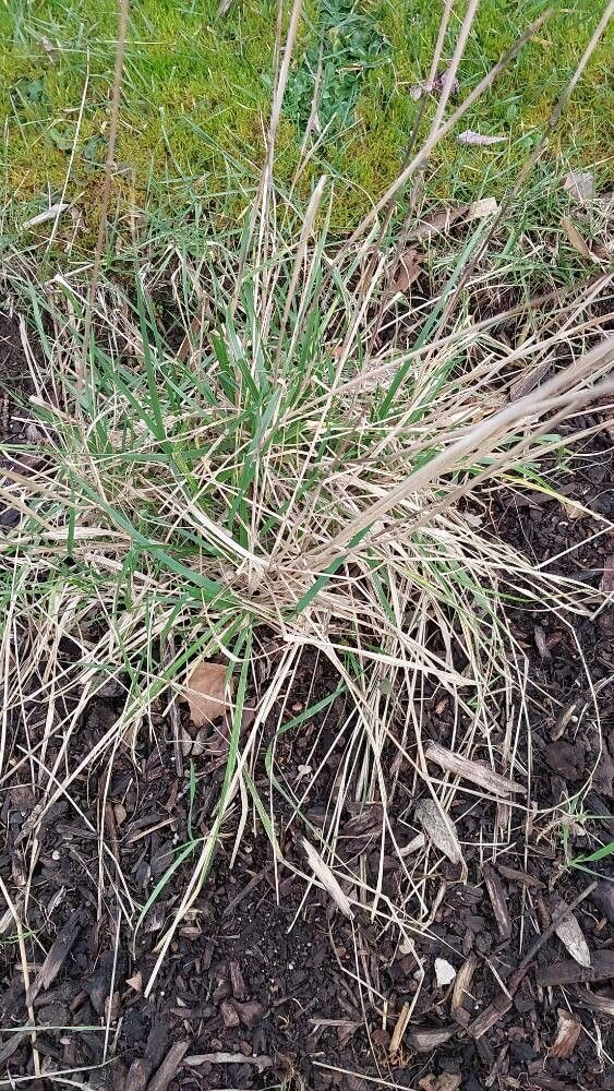 Lolium letourneuxianum — related species from the same genus