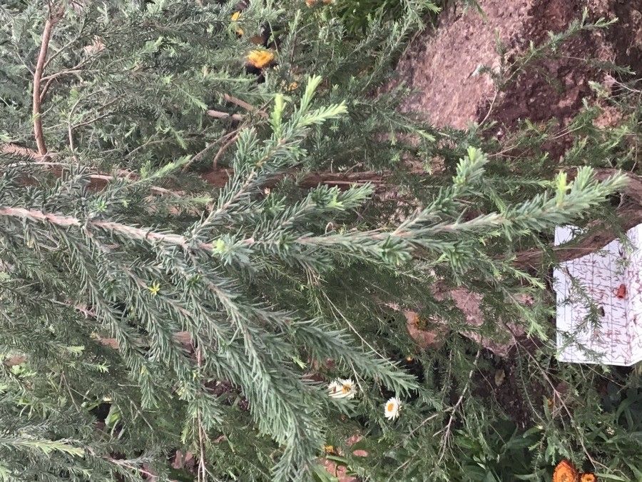 Kunzea ericifolia — related species from the same genus