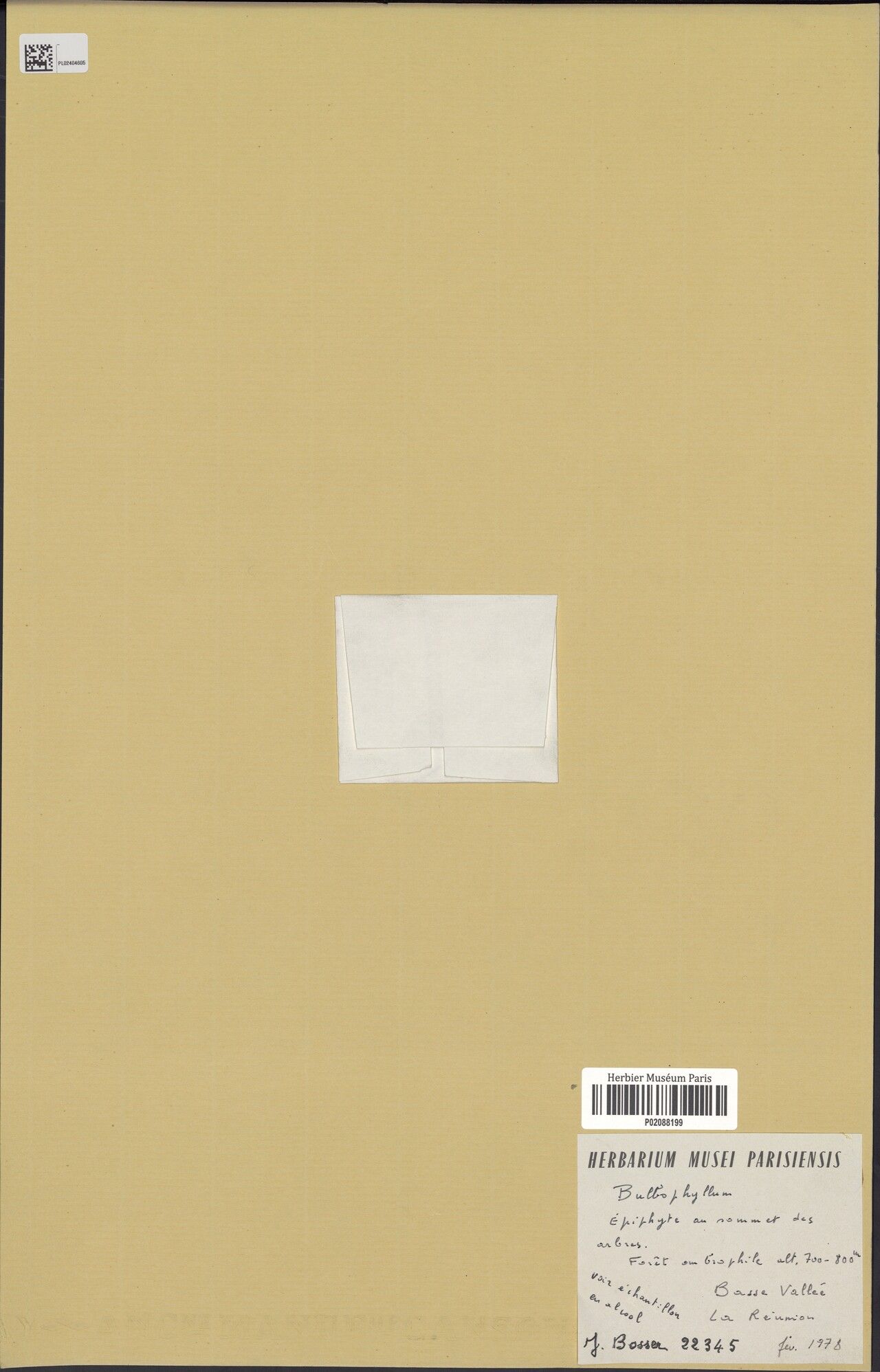 Bulbophyllum herbula — houseplant care guide