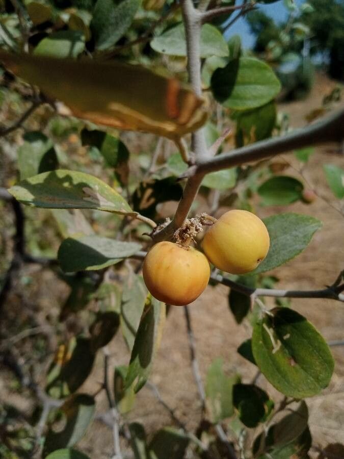 Ziziphus mauritiana fruit