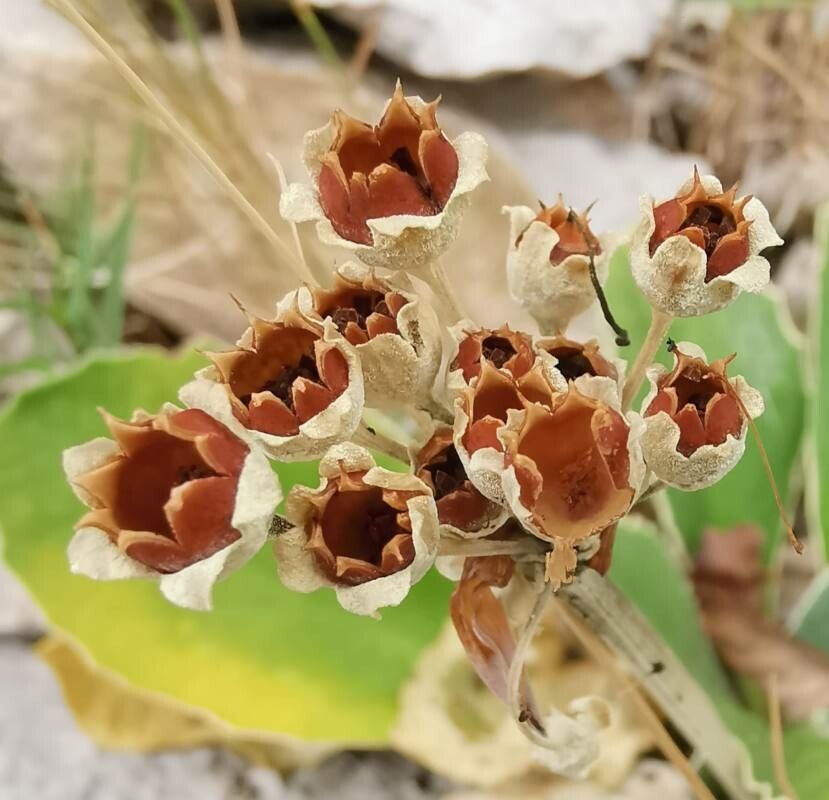 Primula auricula fruit