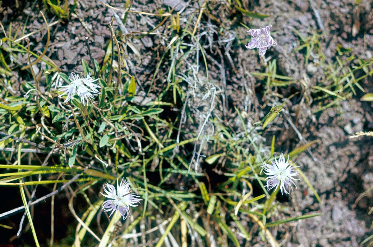 Dianthus monspessulanus flower