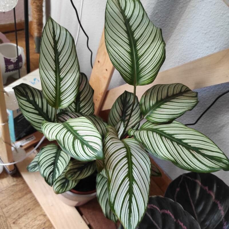 Calathea majestica flower