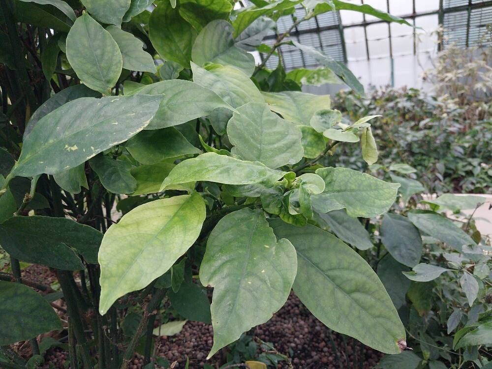 Strobilanthes maculata — search result for 'Strobilanthes'