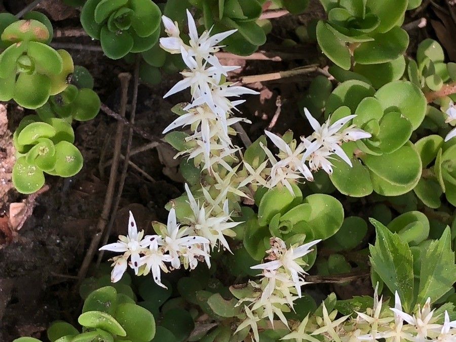 Sedum glaucophyllum leaf