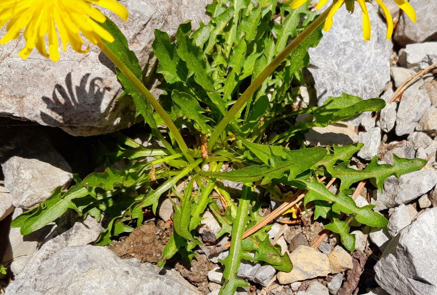 Taraxacum alpinum leaf