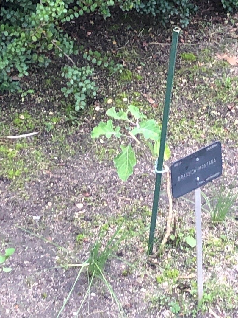 Brassica montana leaf