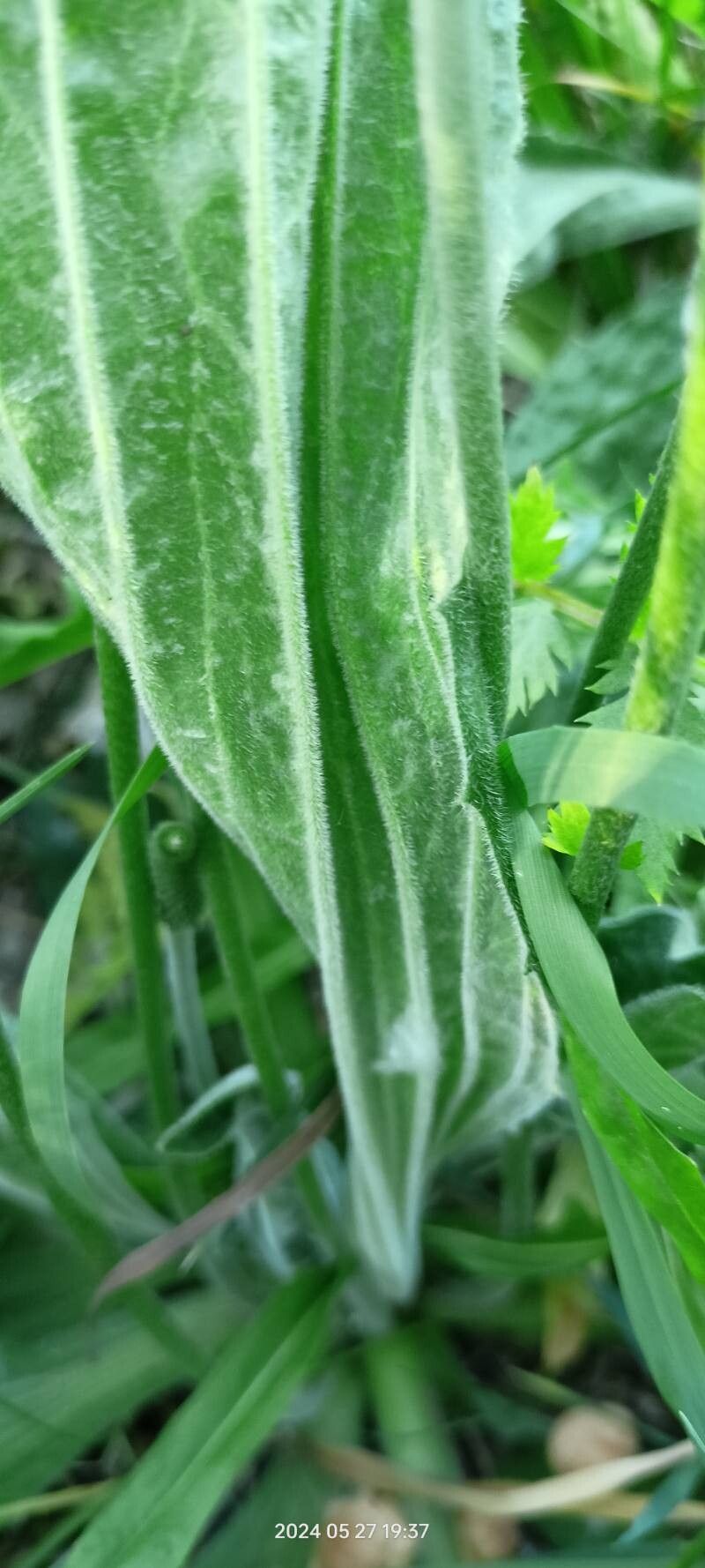 Plantago urvillei — search result for 'Plantago'