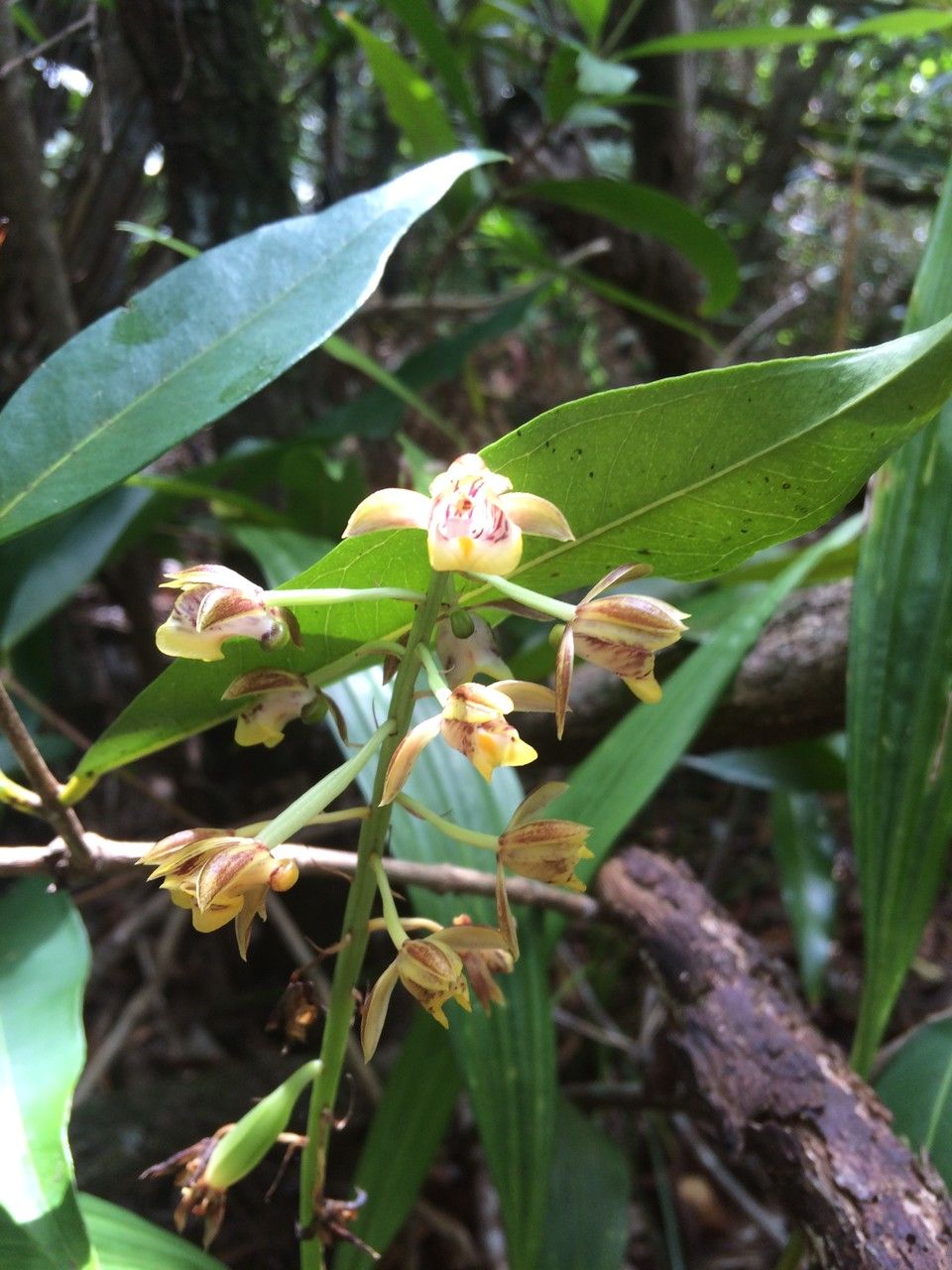 Eulophia pulchra flower