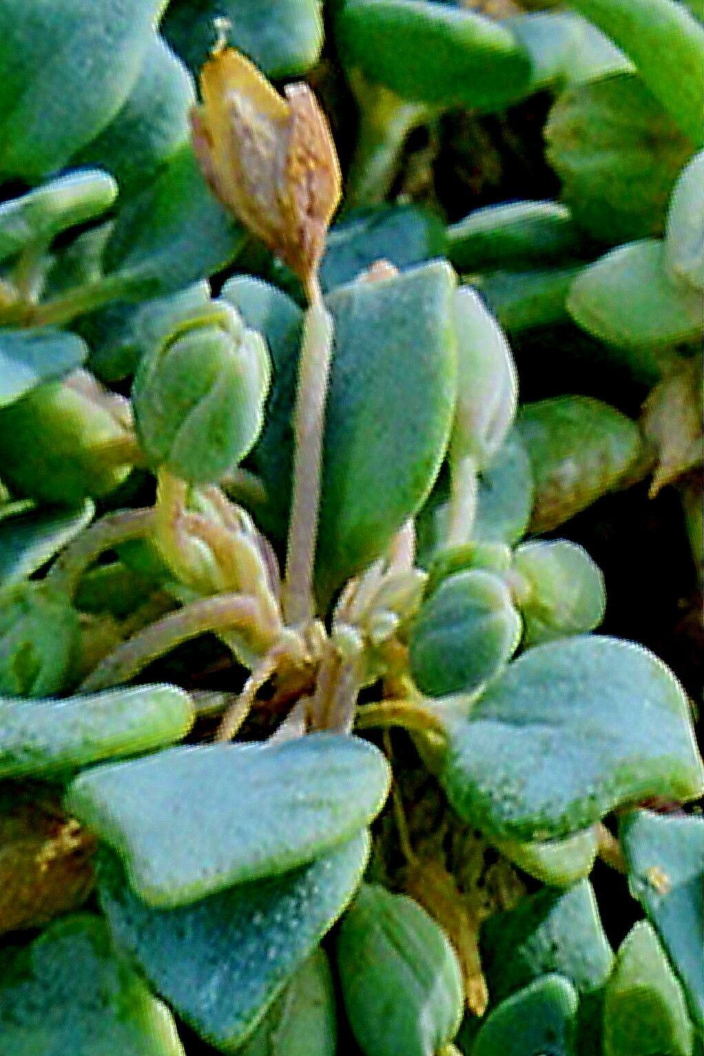 Drymaria holosteoides — houseplant care guide