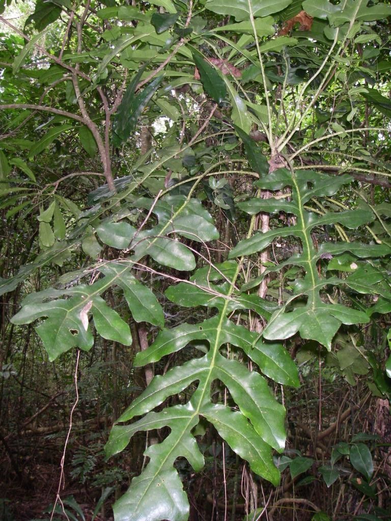 Meryta sonchifolia habit