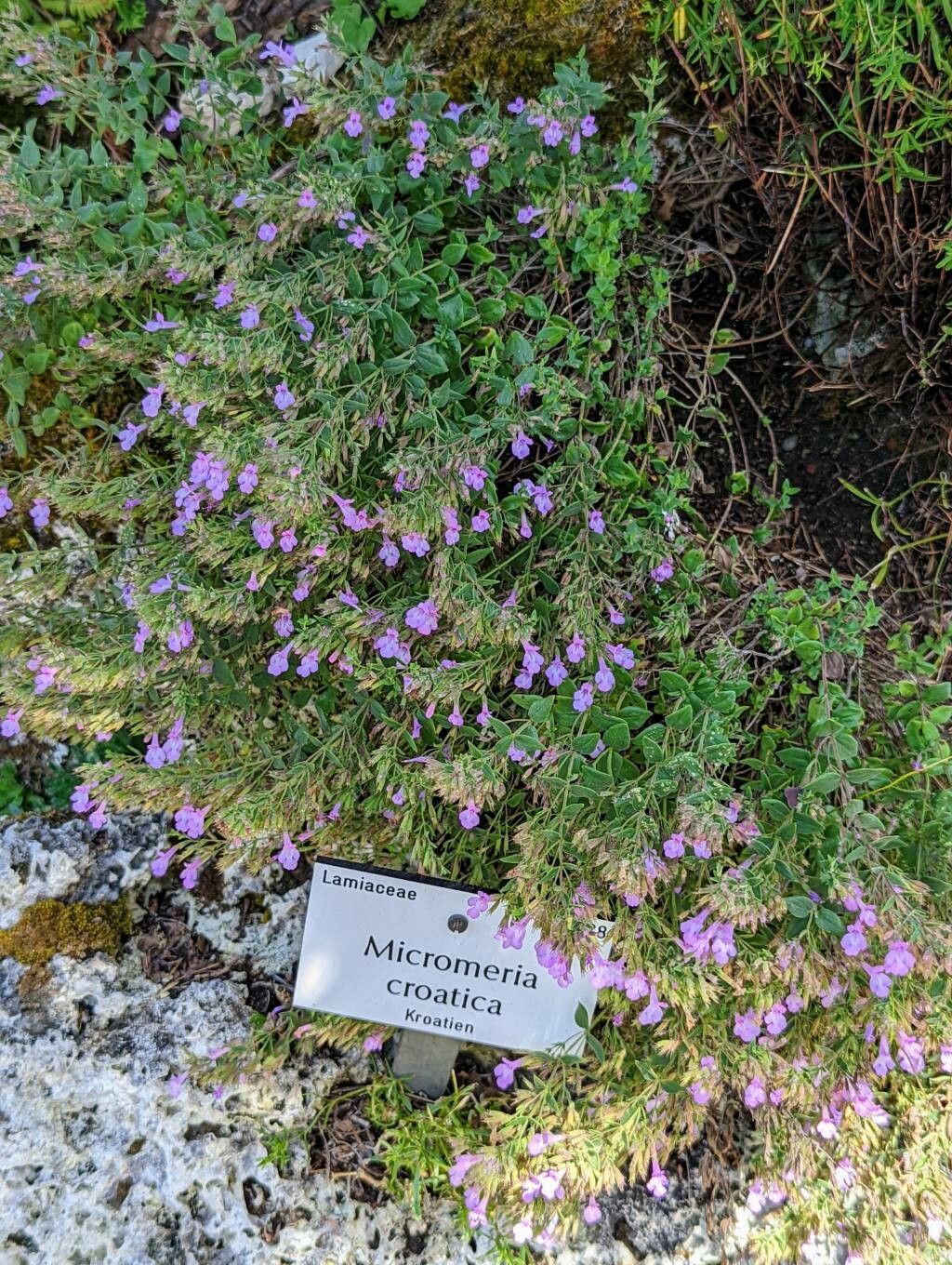 Micromeria croatica habit