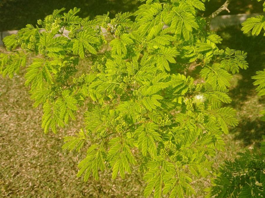 Chloroleucon tortum — houseplant care guide