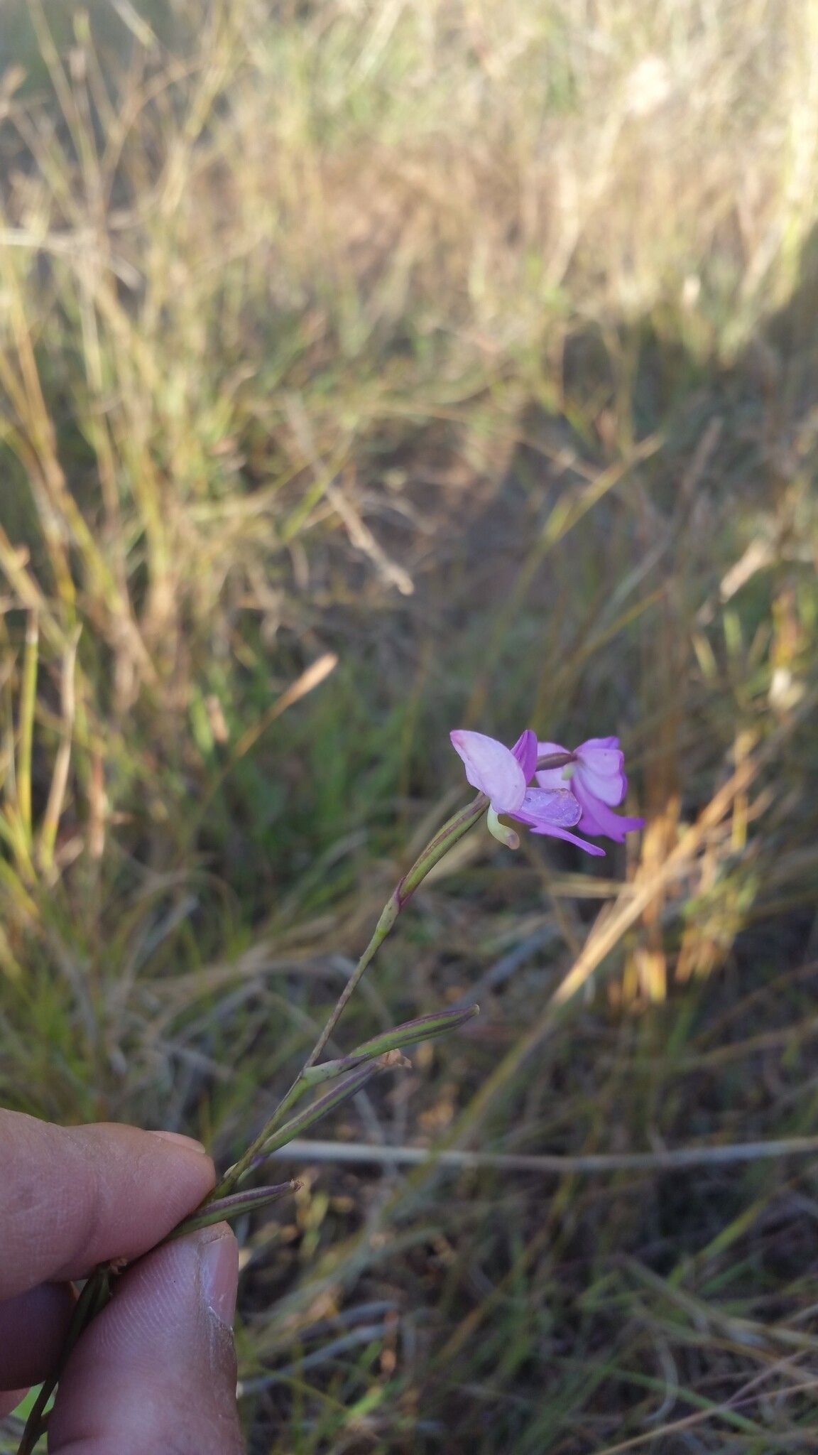 Cynorkis purpurea flower