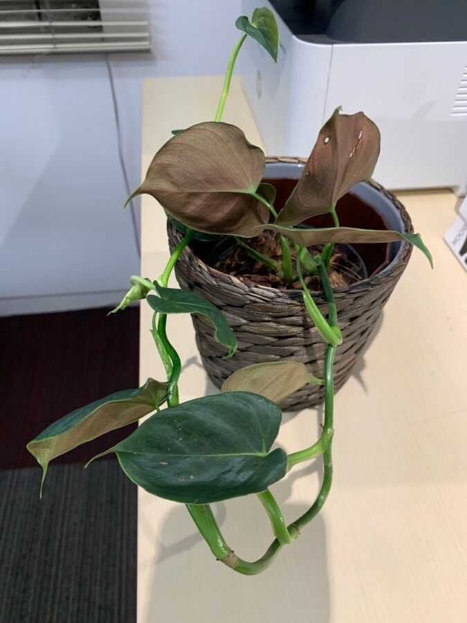 Philodendron lupinum — search result for 'Philodendron'