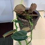 Philodendron lupinum