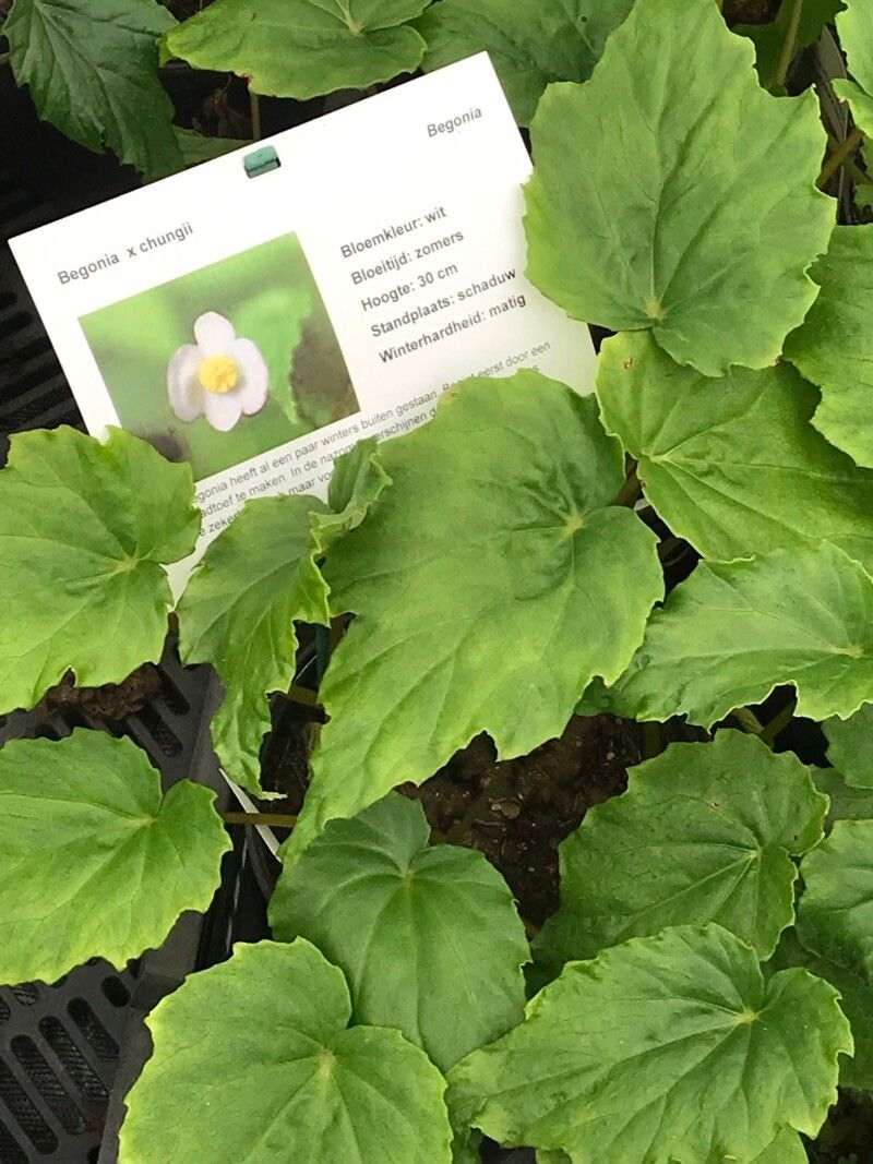 Begonia × chungii leaf