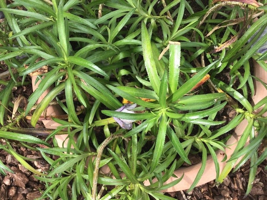 Nesocodon mauritianus — search result for 'Campanulaceae'