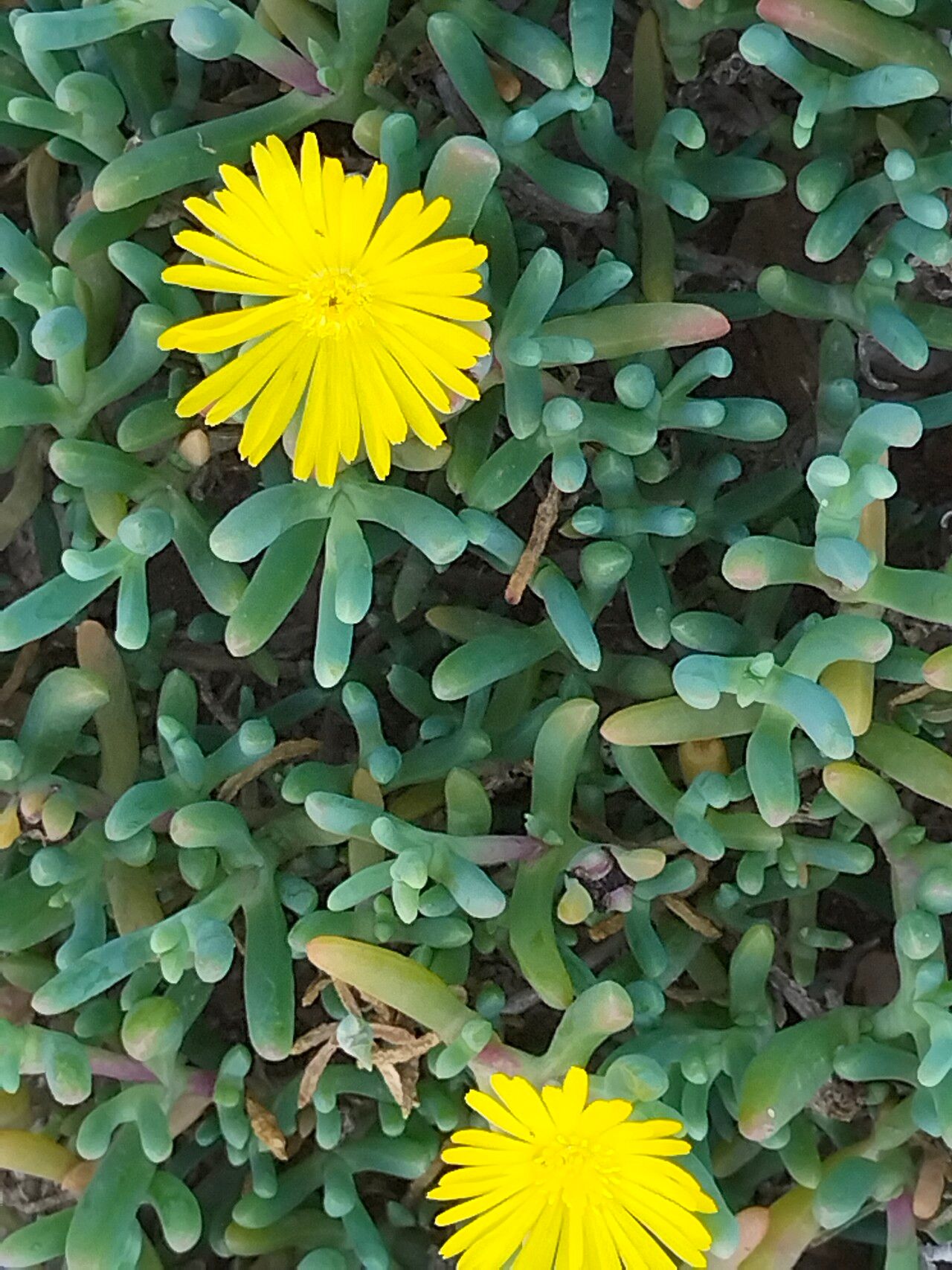 Malephora lutea habit
