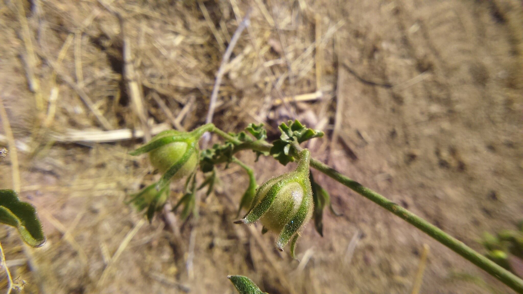 Solanum corneliomulleri fruit