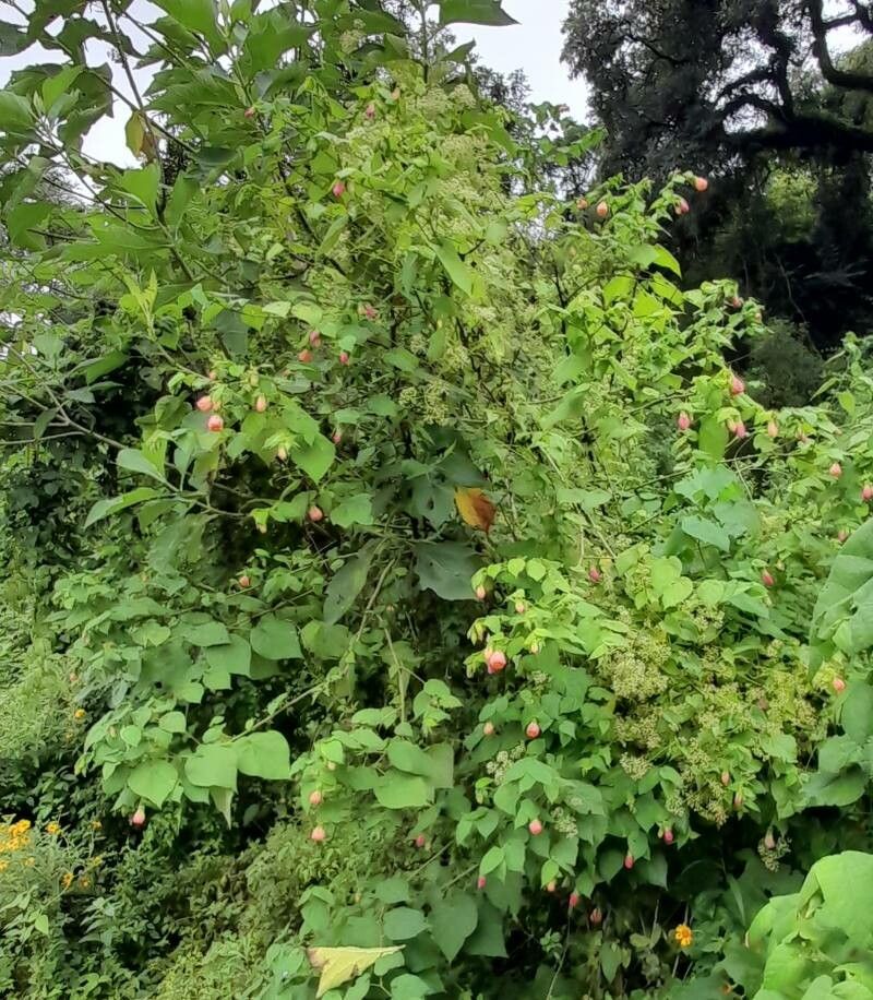 Abutilon jujuyense habit
