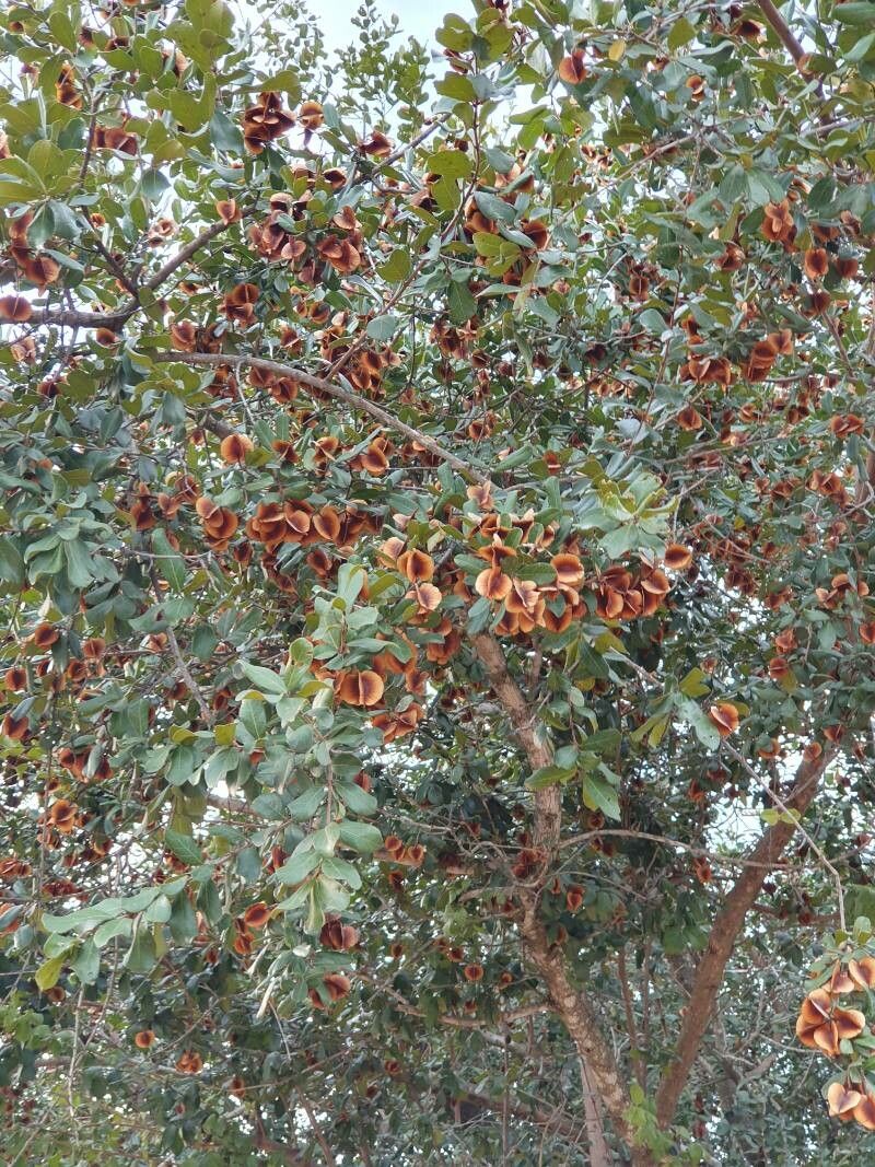 Combretum hereroense fruit