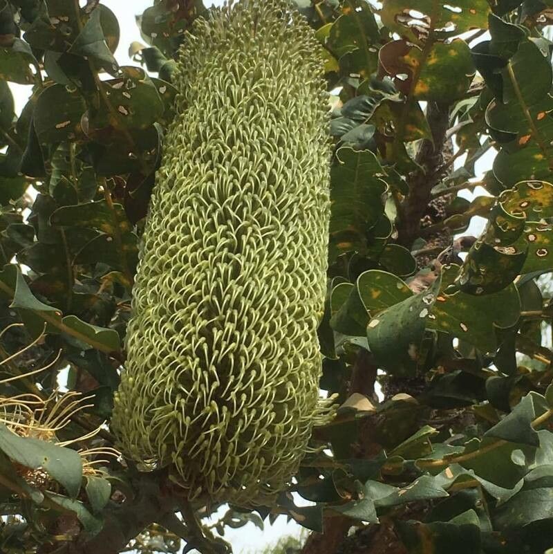 Banksia grandis flower