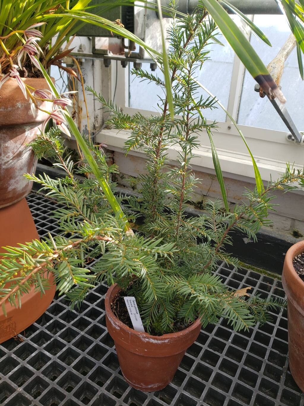 Taxus globosa habit